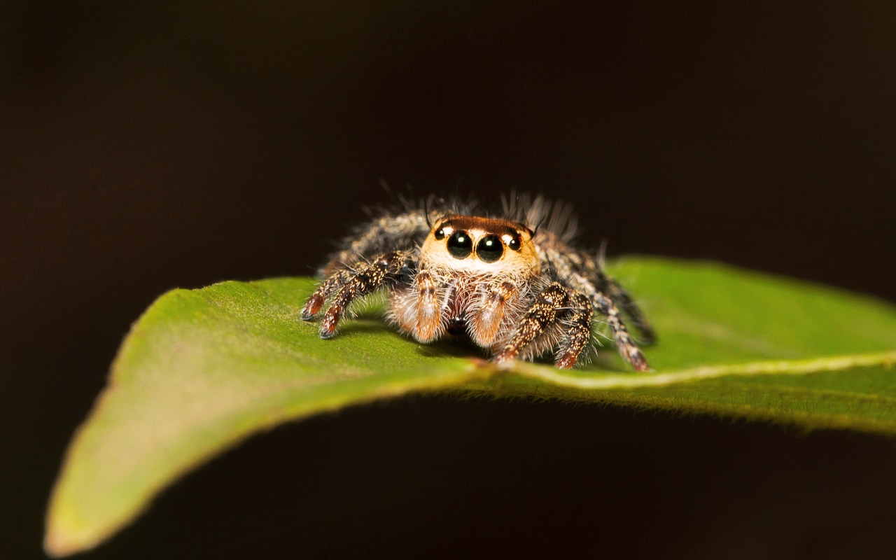 stakeholder-spinnen Können diese Augen lügen