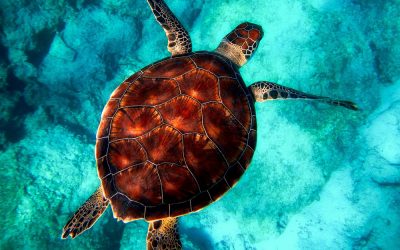 Kernkonzepte der Business Analyse oder auch: Alles über die Schildkröte
